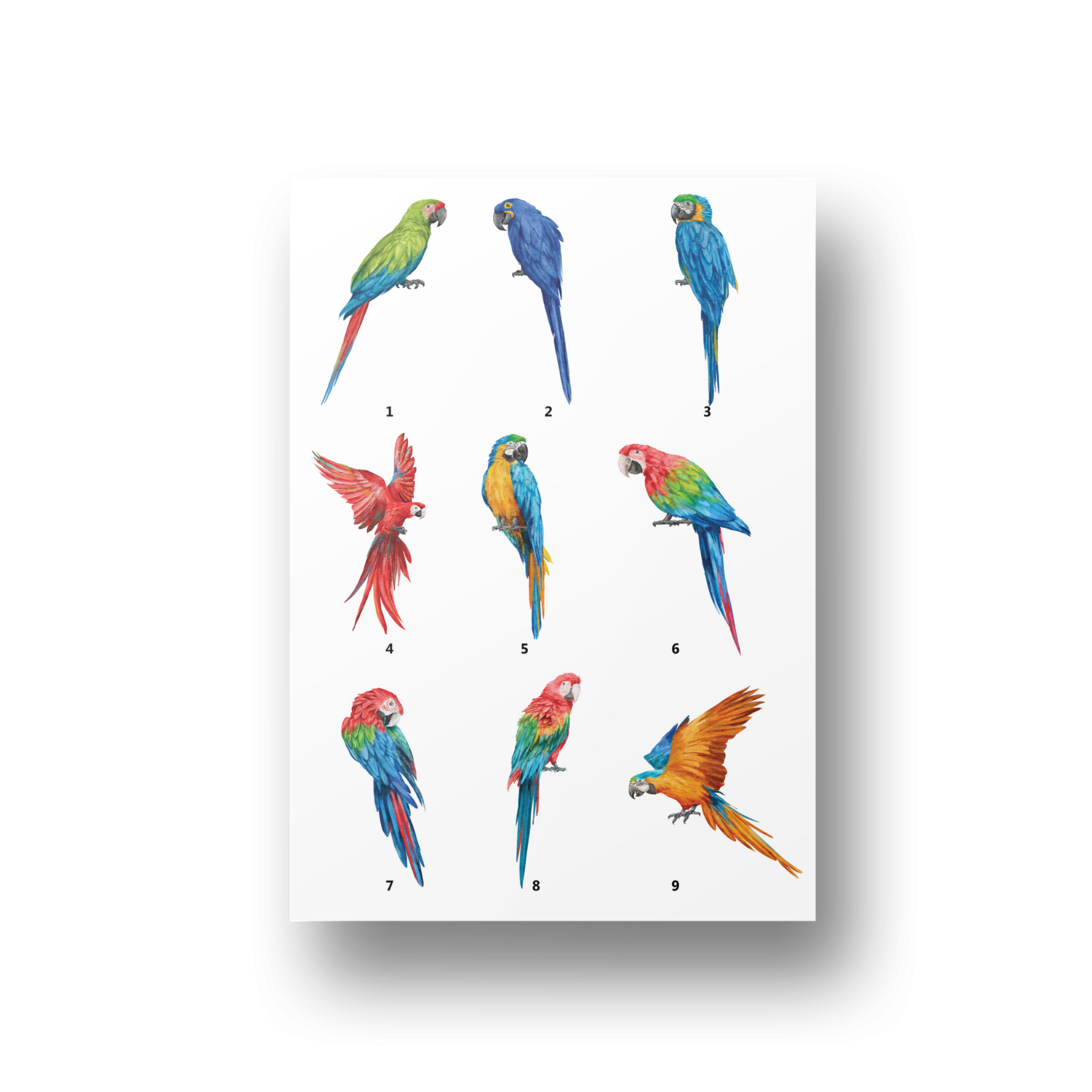 Bird Family Print